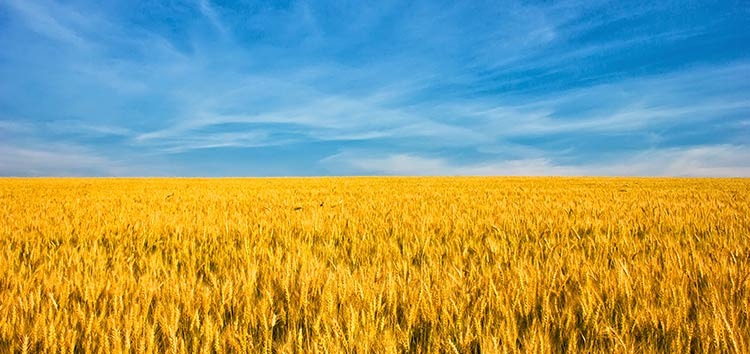 Україна аграрна, або хто буде годувати світ?